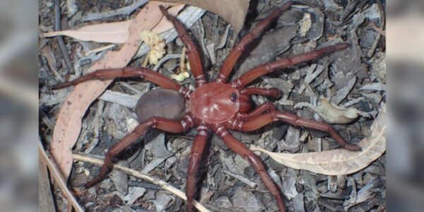 mirip tarantula laba laba raksasa langka ini ditemukan di pinggir jalan 600x300 - Mirip Tarantula, Laba-Laba Raksasa Langka Ini Ditemukan di Pinggir Jalan